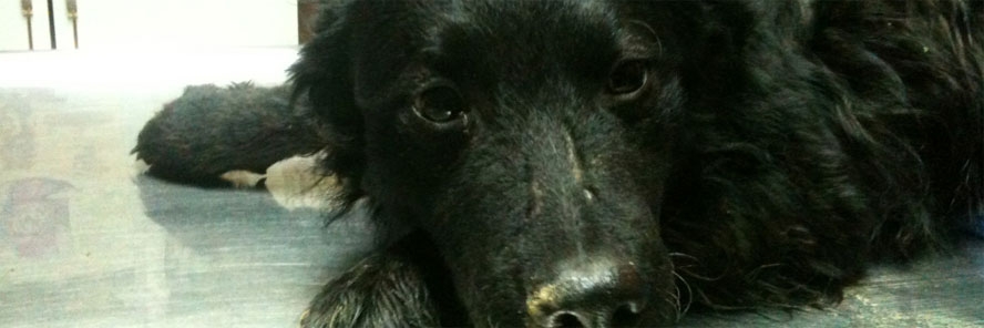 Petrinja: Iz puške ubijena dva psa i bačena u kanal, otkiven je ubojica