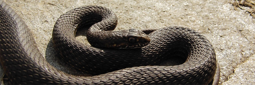 Iz Beograda u Zagreb stigle najotrovnije zmije na svijetu