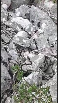 Ljubavna igra dva poskoka